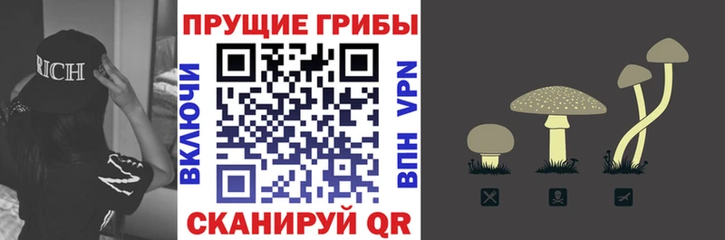 купить сайты Данков Псилоцибиновые грибы Psilocybe